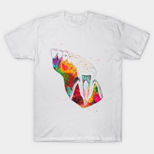 Molar Tooth Section T-Shirt